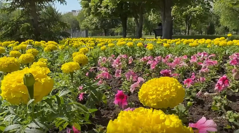 В «Липках» высадили необычную «недотрогу»